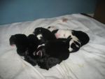 Dogs Lab/Border collie mix